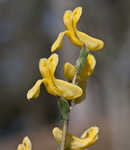 Smallflower fumewort